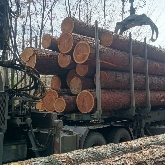 Kvalitní kulatina bez zamodrání, připravená ke zpracování